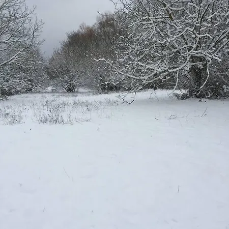 Il Gelsomino Notturno. *